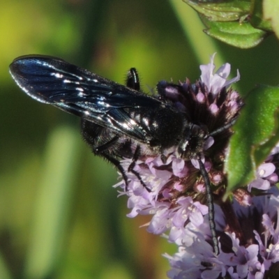 Austroscolia soror (Blue Flower Wasp) at Tuggeranong DC, ACT - 27 Mar 2019 by MichaelBedingfield