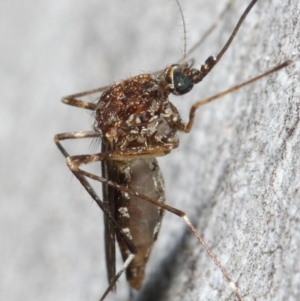 Culicidae (family) at Acton, ACT - 24 May 2019