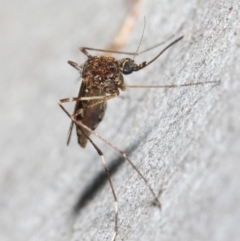 Culicidae (family) at Acton, ACT - 24 May 2019