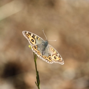 Junonia villida at Red Hill, ACT - 30 May 2019