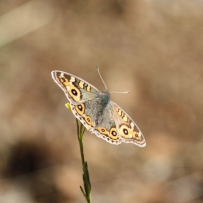 Junonia villida (Meadow Argus) at Red Hill, ACT - 30 May 2019 by LisaH