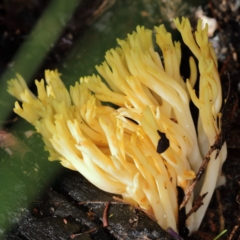 Ramaria sp. (A Coral fungus) at Tidbinbilla Nature Reserve - 30 May 2019 by Marthijn