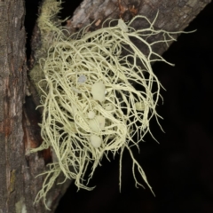Usnea sp. (genus) (Bearded lichen) at Paddys River, ACT - 30 May 2019 by Marthijn