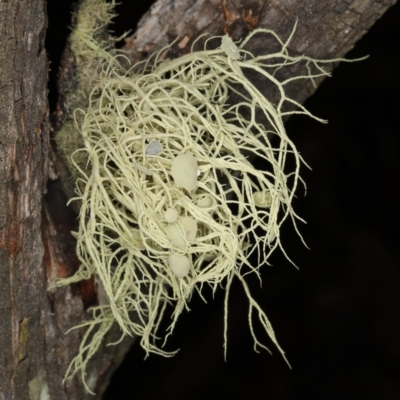Usnea sp. (genus) (Bearded lichen) at Paddys River, ACT - 30 May 2019 by Marthijn