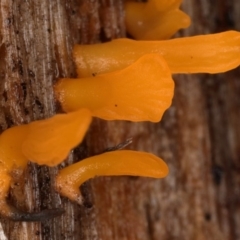 Calocera sp. (A stagshorn fungus) at Paddys River, ACT - 30 May 2019 by Marthijn