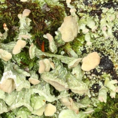 Thysanothecium scutellatum (A lichen) at Tidbinbilla Nature Reserve - 30 May 2019 by Marthijn