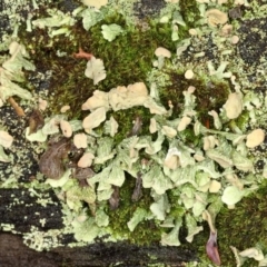 Thysanothecium scutellatum at Paddys River, ACT - 30 May 2019 12:45 PM