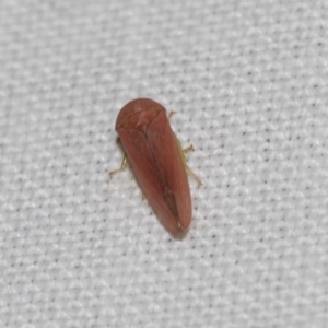 Cicadellidae (family) at Hackett, ACT - 8 Apr 2019