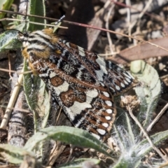 Apina callisto (Pasture Day Moth) at Hawker, ACT - 22 Apr 2019 by AlisonMilton