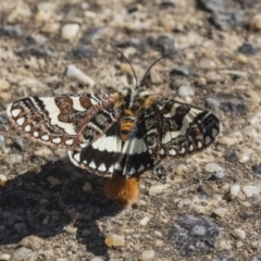 Apina callisto at Hawker, ACT - 22 Apr 2019