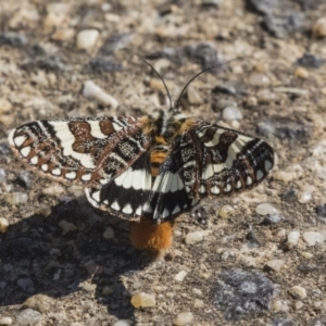 Apina callisto at Hawker, ACT - 22 Apr 2019