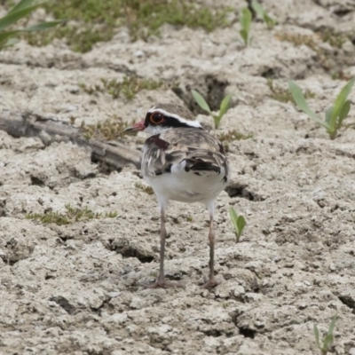 Charadrius melanops (Black-fronted Dotterel) at Michelago, NSW - 30 Dec 2018 by Illilanga