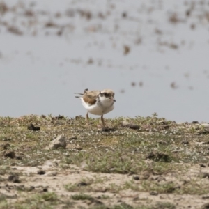 Charadrius melanops at Michelago, NSW - 31 Dec 2018