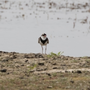 Charadrius melanops at Michelago, NSW - 31 Dec 2018