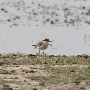 Charadrius melanops at Michelago, NSW - 31 Dec 2018