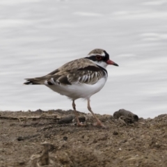 Charadrius melanops (Black-fronted Dotterel) at Michelago, NSW - 24 Mar 2019 by Illilanga