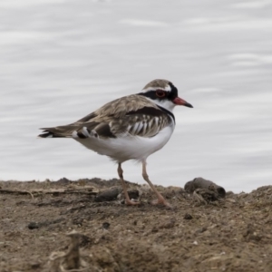 Charadrius melanops at Michelago, NSW - 24 Mar 2019