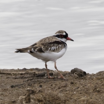 Charadrius melanops (Black-fronted Dotterel) at Michelago, NSW - 24 Mar 2019 by Illilanga