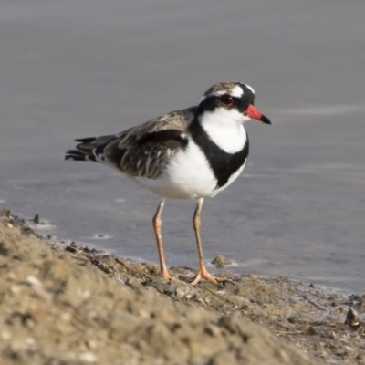 Charadrius melanops (Black-fronted Dotterel) at Michelago, NSW - 14 Apr 2019 by Illilanga