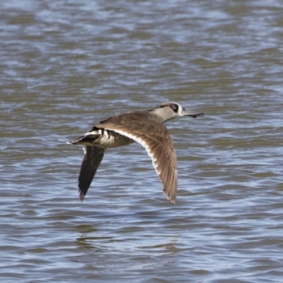 Malacorhynchus membranaceus (Pink-eared Duck) at Michelago, NSW - 11 May 2019 by Illilanga