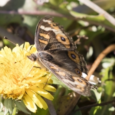 Junonia villida (Meadow Argus) at Michelago, NSW - 12 May 2019 by Illilanga