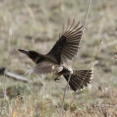 Cracticus torquatus (Grey Butcherbird) at Michelago, NSW - 12 May 2019 by Illilanga