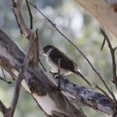 Cracticus torquatus at Michelago, NSW - 12 May 2019