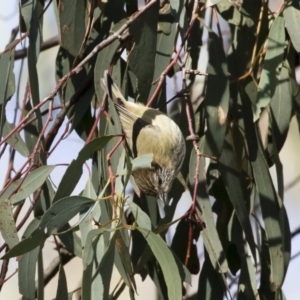 Acanthiza lineata at Michelago, NSW - 12 May 2019 10:15 AM