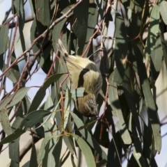 Acanthiza lineata at Michelago, NSW - 12 May 2019 10:15 AM