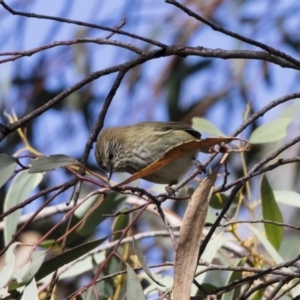 Acanthiza lineata at Michelago, NSW - 12 May 2019 10:15 AM