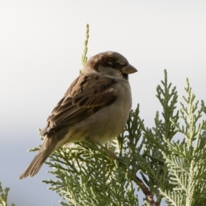 Passer domesticus at Michelago, NSW - 4 May 2019 04:03 PM