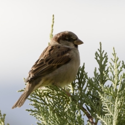 Passer domesticus (House Sparrow) at Michelago, NSW - 4 May 2019 by Illilanga