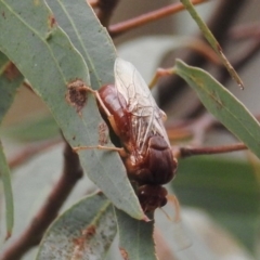 Pergidae sp. (family) at Acton, ACT - 24 May 2019