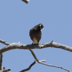 Acridotheres tristis at Michelago, NSW - 29 Oct 2018