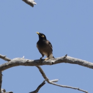 Acridotheres tristis at Michelago, NSW - 29 Oct 2018 11:42 AM