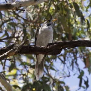 Manorina melanocephala at Michelago, NSW - 12 Jan 2019 10:54 AM