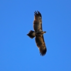 Aquila audax (Wedge-tailed Eagle) at Fyshwick, ACT - 30 May 2019 by RodDeb