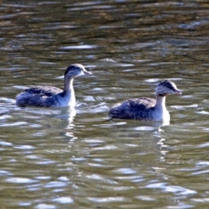 Poliocephalus poliocephalus at Fyshwick, ACT - 30 May 2019