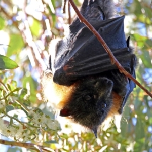 Pteropus poliocephalus at Fyshwick, ACT - 30 May 2019 01:20 PM