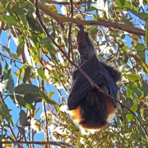 Pteropus poliocephalus at Fyshwick, ACT - 30 May 2019 01:20 PM