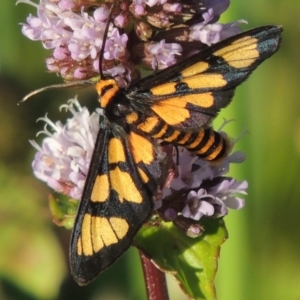 Amata (genus) at Tuggeranong DC, ACT - 27 Mar 2019