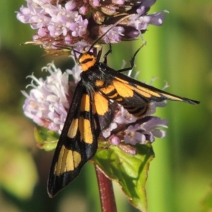 Amata (genus) at Tuggeranong DC, ACT - 27 Mar 2019