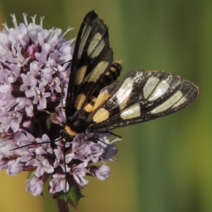 Amata (genus) at Tuggeranong DC, ACT - 27 Mar 2019