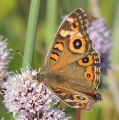 Junonia villida (Meadow Argus) at Tuggeranong DC, ACT - 27 Mar 2019 by michaelb