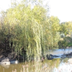 Salix babylonica (Weeping Willow) at Point Hut to Tharwa - 27 Mar 2019 by MichaelBedingfield