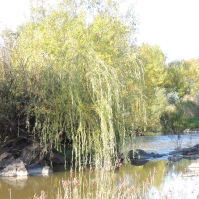 Salix babylonica (Weeping Willow) at Tuggeranong DC, ACT - 27 Mar 2019 by michaelb