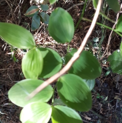 Eustrephus latifolius (Wombat Berry) at Robertson, NSW - 31 May 2019 by KarenG