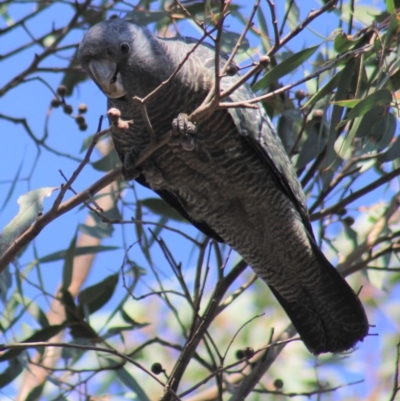 Callocephalon fimbriatum (Gang-gang Cockatoo) at Gundaroo, NSW - 20 Apr 2019 by Gunyijan