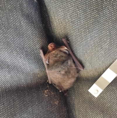 Nyctophilus geoffroyi (Lesser Long-eared Bat) at Wolumla, NSW - 31 May 2019 by PatriciaDaly