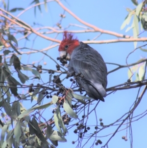 Callocephalon fimbriatum at Gundaroo, NSW - 20 Apr 2019